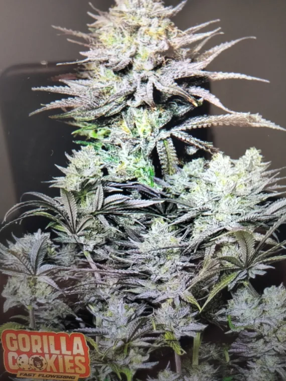 Nouvelle fleur GORILLA Cookie HHCPO à La Seyne-sur-Mer , La Seyne-sur-Mer, ALPHA X