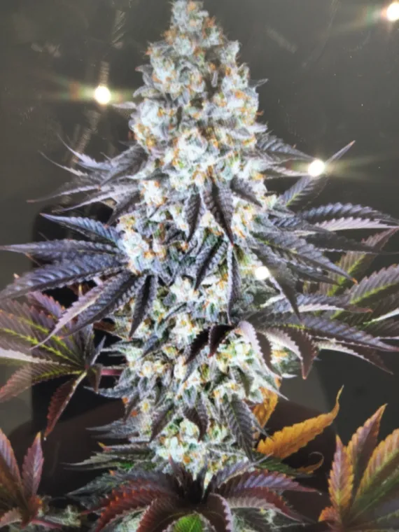 Nouvelle fleur Purple Gélato HHCPO 💎 à La Seyne-sur-Mer , La Seyne-sur-Mer, ALPHA X