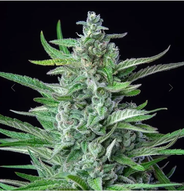 Nouvelle fleur AMNESIA HAZE CBD à la Seyne-sur-Mer , La Seyne-sur-Mer, ALPHA X