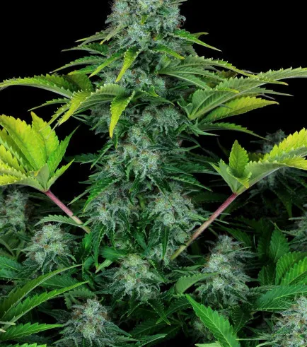 Nouvelle fleur ICE CREAM CBD à la Seyne-sur-Mer , La Seyne-sur-Mer, ALPHA X
