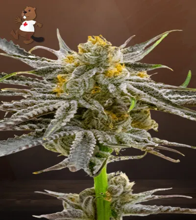  Nouvelle Fleur Diamon OG CBD vers Toulon, La Seyne-sur-Mer, ALPHA X