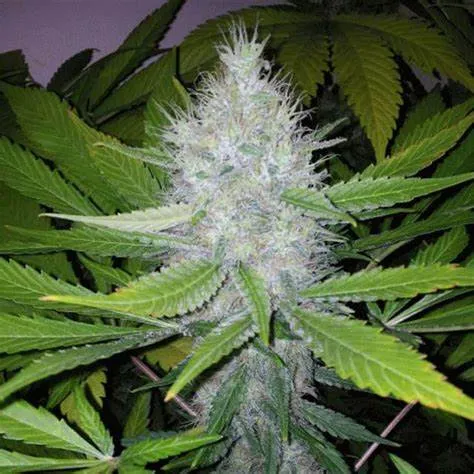 Nouvelle fleur Amnesia US premium, La Seyne-sur-Mer, ALPHA X