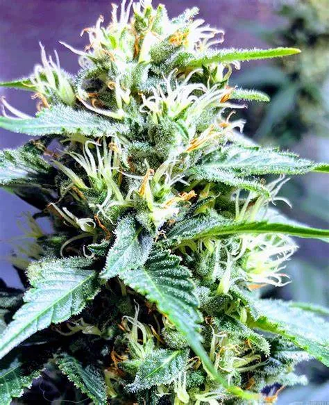  Nouvelle Fleur GHOST US CBD vers Toulon, La Seyne-sur-Mer, ALPHA X