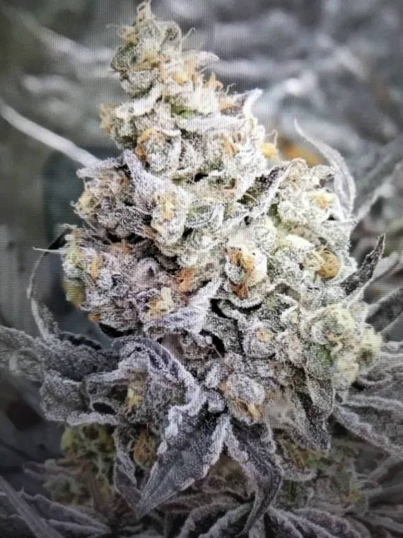 THC-X Fleur Indoor Kush Mint🚀🤯, La Seyne-sur-Mer, ALPHA X