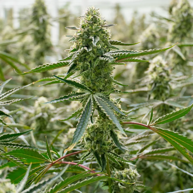 THC-X ANIMAL OG INDOOR🚀🤩, La Seyne-sur-Mer, ALPHA X