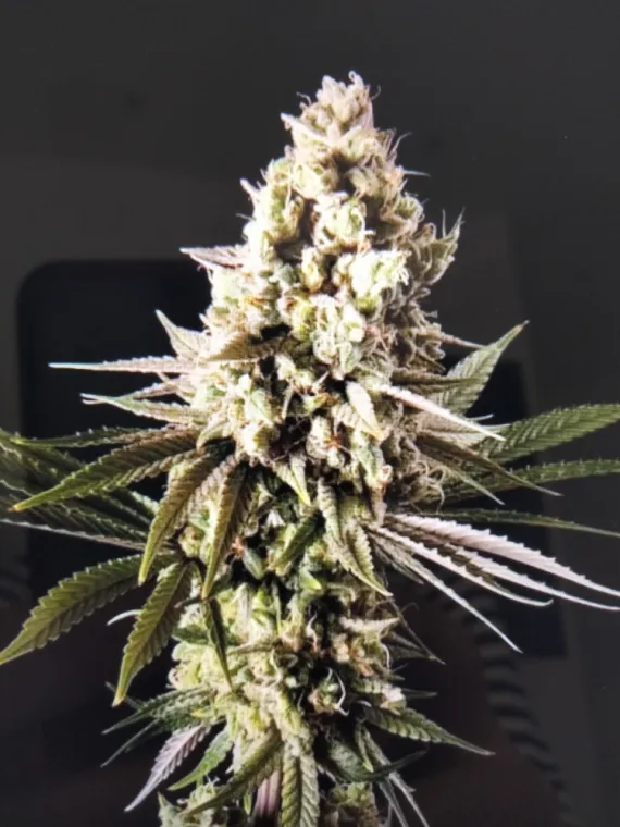 Nouvelle fleur THC-X Black Garlic indoor 🧨💎❤️ , La Seyne-sur-Mer, ALPHA X