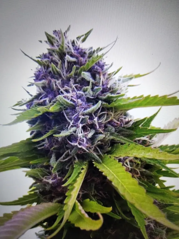 Nouvelle fleur Blueberry THVN10 ❤️🧨💎 , La Seyne-sur-Mer, ALPHA X