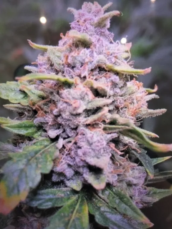 Nouvelle fleur THC-X Plutonium indoor🧨❤️💎, La Seyne-sur-Mer, ALPHA X