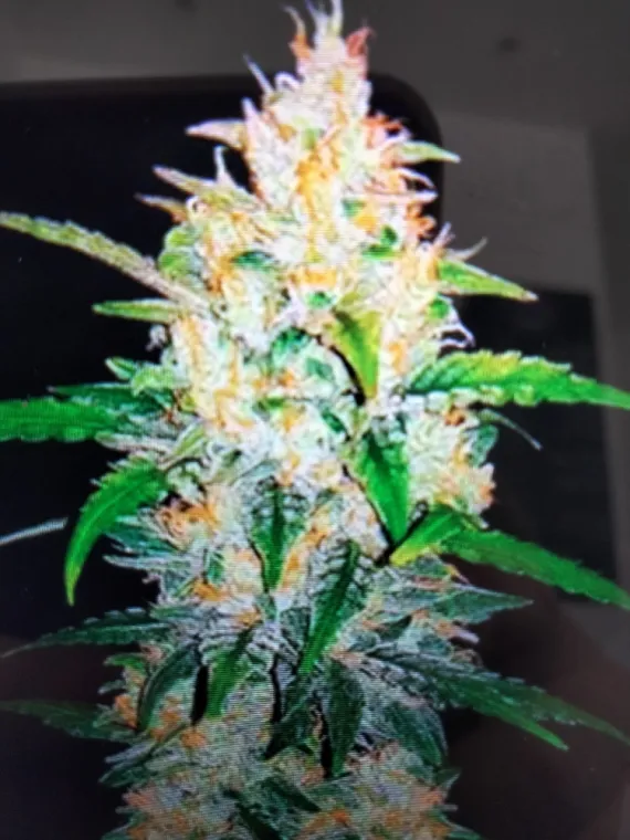 Nouvelle fleur THC-X Motor Z Skittles Indoor 🧨💎❤️, La Seyne-sur-Mer, ALPHA X