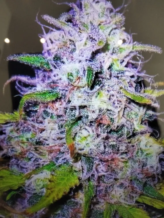 Nouvelle Fleur THVN10 PURPLE HAZE 💎🧨, La Seyne-sur-Mer, ALPHA X