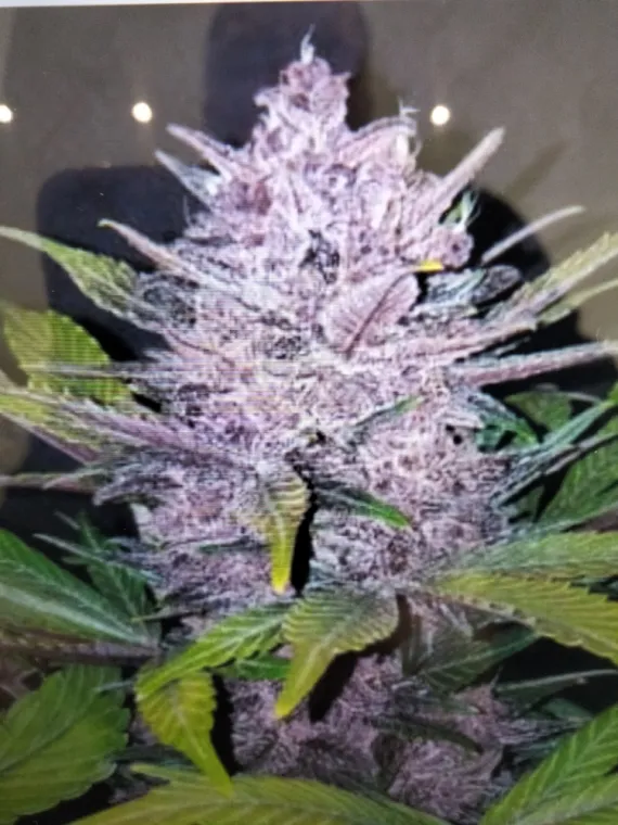 Nouvelle Fleur BLACKBERRY KUSH CBD HYDRO ❤️, La Seyne-sur-Mer, ALPHA X