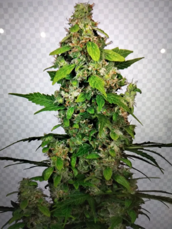 Nouvelle Fleur GORILLA 🦍 THV🚀🔥🧨, La Seyne-sur-Mer, ALPHA X