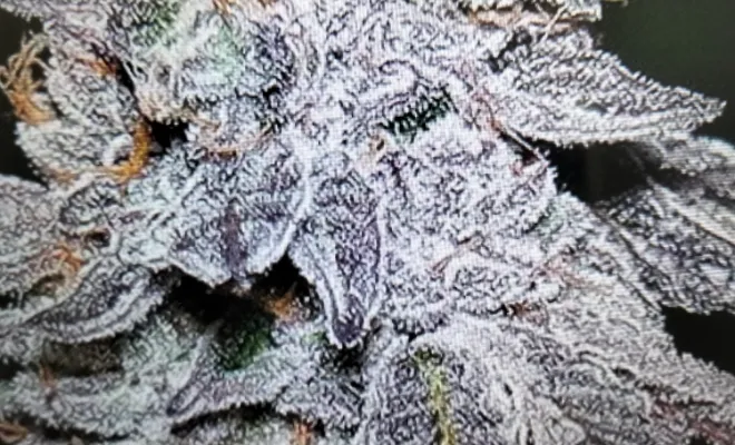 THC-X Fleur Indoor Kush Mint🚀🤯, La Seyne-sur-Mer, ALPHA X